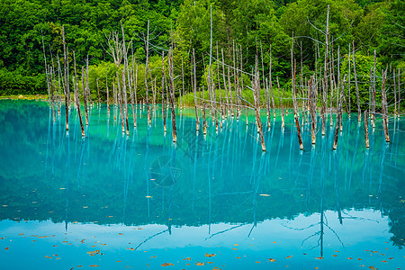 蓝色池塘看起来像Hayayashi北海道Bieicho蓝天爬坡水面地球木头森林绿色草原植物旅游图片