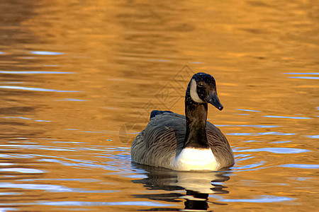夏季阳光明媚的日子里 蓝色湖水中美丽的鹅和天鹅 池塘上的天鹅 自然系列荒野反射游泳野生动物羽毛公园翅膀镜子鸟类波纹图片