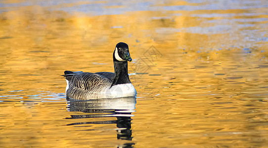 夏季阳光明媚的日子里 蓝色湖水中美丽的鹅和天鹅 池塘上的天鹅 自然系列波纹羽毛荒野游泳场景反射野生动物镜子公园鸟类图片