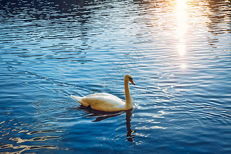 疣鼻天鹅 Cygnus olor 在日落时滑过一条河 令人惊叹的日落场景 夕阳下河上美丽而雄伟的天鹅 童话 天鹅湖 美丽荒野脖子图片