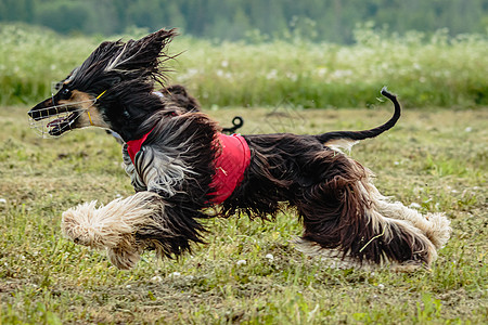 阿富汗野狗跑得很快 追逐在赛狗比赛中横越绿地的诱饵活力乐趣运动速度猎犬赛车阳光课程竞赛好奇心图片