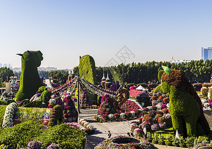 迪拜 阿联酋迪拜  2020年6月3日 迪拜奇迹花园的花卉和景观美化设施地标花瓣季节观光假期植物群园艺紫色园林旅行图片