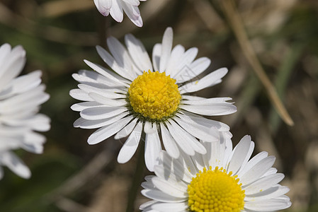 低地白色雏菊植物花瓣背景图片