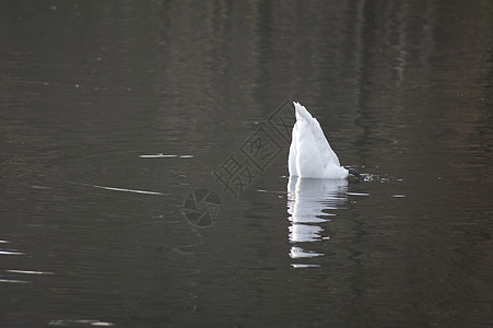 Swan 喷气过低天机背景图片