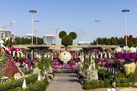 迪拜 阿联酋迪拜  2020年6月3日 迪拜奇迹花园的花卉和景观美化设施数字植物学园林花园美丽季节旅行紫色旅游花瓣背景