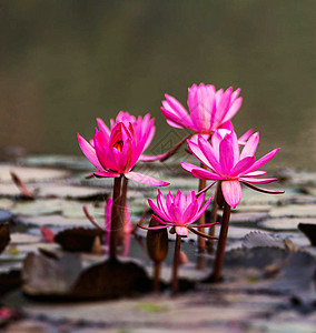 美丽的孟加拉花朵照片组织装饰力量艺术园艺玫瑰自然植物图片花园自然爱好者图片
