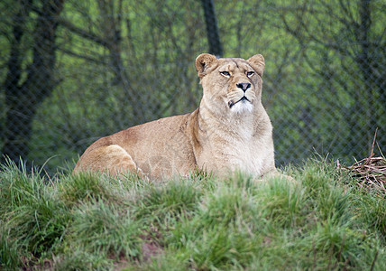 草地上的非洲母狮图片