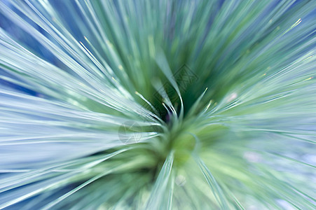 特写植物叶背景图片