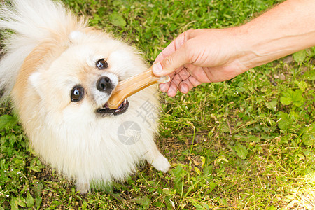 白色斯皮茨犬波美拉尼亚狗在绿色草原上嚼骨头 男人给宠物送食物背景