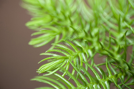 植物特写特写新鲜绿色新松针种植增长背景