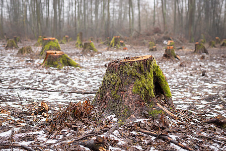 林地砍伐树木的很多立木图片