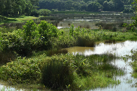 位于马来西亚普特拉贾亚的沼泽湿地湖风景苔藓环境沼泽地湿地植物栖息地植物群生态旅行图片