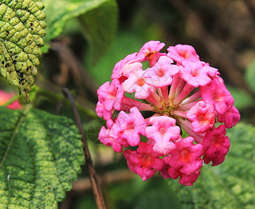 厄瓜多尔鲜花照片力量花卉宏观植物自然爱好者图片婚礼摄影玫瑰艺术图片