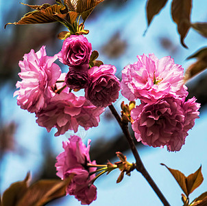 厄瓜多尔鲜花照片摄影自然玫瑰花园自然爱好者花卉婚礼图片植物园艺图片