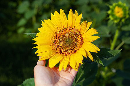 一朵向日葵金的夏天高清图片