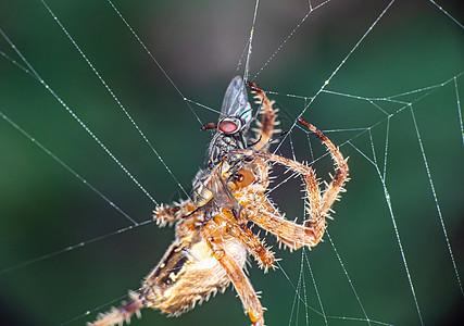 网上蜘蛛吃苍蝇陷阱危险昆虫蛛网野生动物漏洞死亡捕食者植物毒液图片