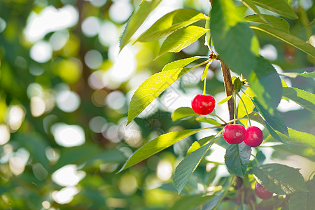 樱桃树分枝 深红红成熟的浆果和对蓝天的日光叶叶图片