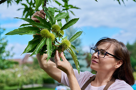女人在花园的一棵树上摸栗子水果花园女性食物收成季节烹饪种子小吃板栗植物图片