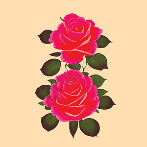 装饰花朵的玫瑰花和花蕾 为您设计的鲜花矢量盛放 婚礼请柬的装饰繁荣植物花束艺术玫瑰包装纸浪漫水彩美丽插图图片
