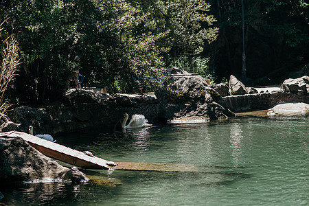 阳光明媚的白天天鹅在蓝湖水上 天鹅在池塘上 自然系列镜子荒野野生动物羽毛脖子动物翅膀蓝色场景游泳图片