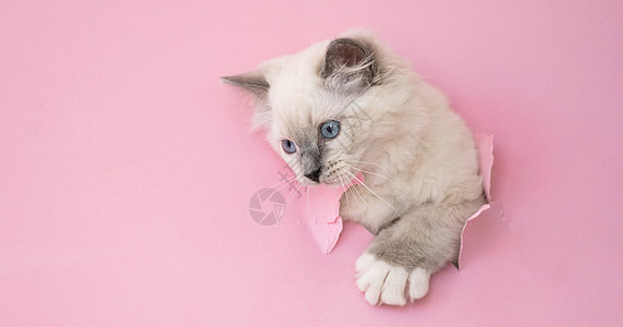Ragdol 小猫咪 粉红色背景图片