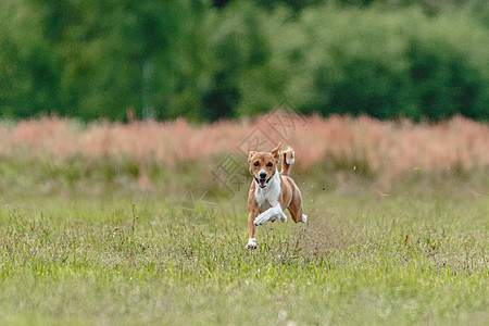 巴森吉狗在赛狗比赛中 直接冲向摄像头时从地上跳下花园活力公园运动课程好奇心草地动物哺乳动物赛车图片