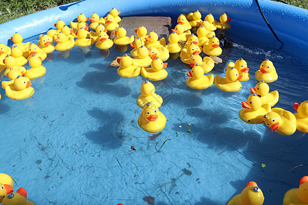 选择性焦点 许多黄色的橡皮鸭在游泳池里游来游去孩子洗澡童年微笑松紧带橡皮玩具孩子们乐趣小鸭子图片