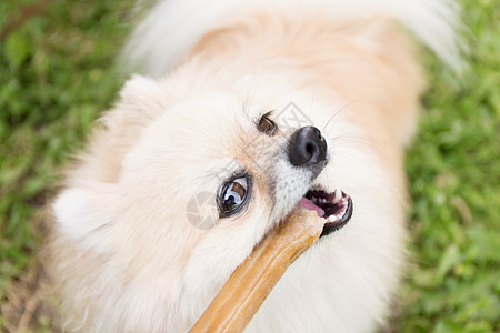 白色斯皮茨犬波美拉尼狗在绿色草原上嚼骨头小狗宠物朋友咀嚼动物白色犬类玩具小吃食物背景