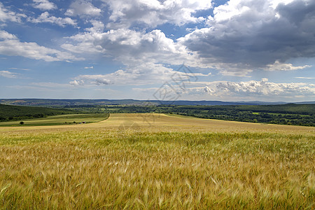 云彩中小麦成熟的大片地貌图片