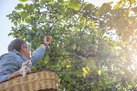 收获时间 苹果树 未被认出的人 农民准备在苹果树下采摘到篮子里 男人的手小心翼翼地采摘苹果 苹果园生长水果季节园艺农业植物女士生图片