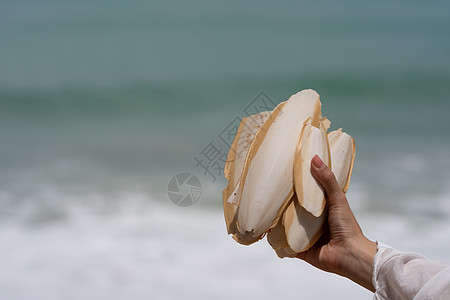 手握着小白鲸的骨头 在沙滩上的沙子里扎上边缘海岸鸟类海浪海滨旅行生活海洋鱿鱼墨鱼骨图片