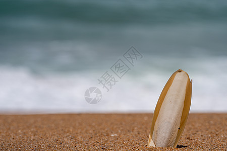 在沙滩上的沙子里插了毛细鱼的骨头章鱼药物旅行海滩海滨海岸食物鱿鱼海岸线热带图片