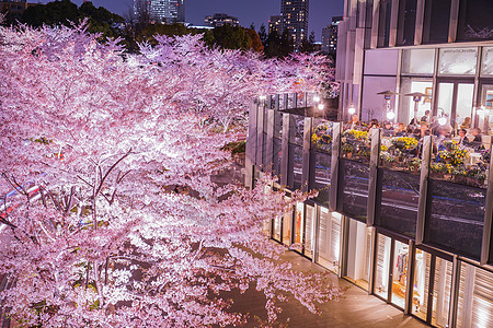 东京夜景东京市中心的樱花花全开建筑港区晴天花瓣城市景观照明摩天大楼男人樱花背景