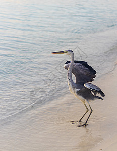 一只鸟沙滩卷在沙滩上近距离拍到一只海绵 自然界动物群沿海海滩羽毛猎物海洋翅膀鸟类灰鹭爪子背景