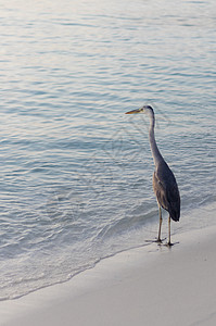 在沙滩上近距离拍到一只海绵 自然界海滩沿海鸟类动物群翅膀脖子灰鹭爪子羽毛海洋图片