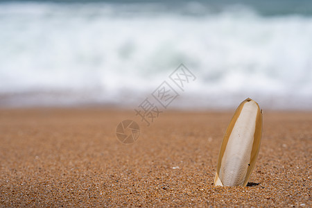 在沙滩上的沙子里插了毛细鱼的骨头边缘食物章鱼墨鱼海洋生活热带药物旅行乌贼图片