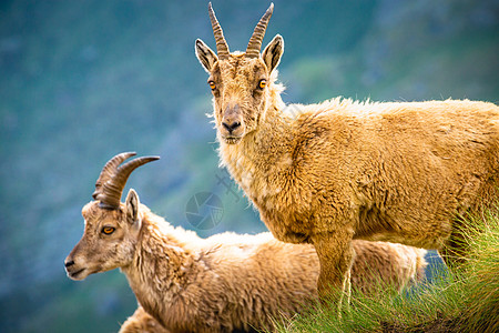 Ibex 野生动物和山地动物区系 意大利大帕拉迪索阿尔卑斯山 意大利晴天动物学保护野外动物文化保护区摄影阳光山羊荒野图片