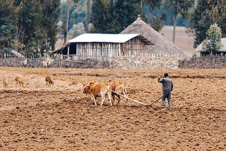 埃塞俄比亚农民用奶牛耕种田田耕作工作文化高地农业贫困农场饥荒气候商品图片