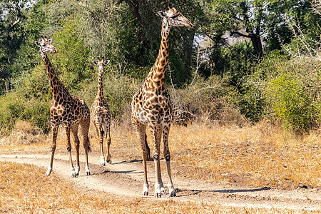一群长颈鹿在灌木丛中吃脖子衬套动物荒野耳朵喇叭食草眼睛野生动物公园图片