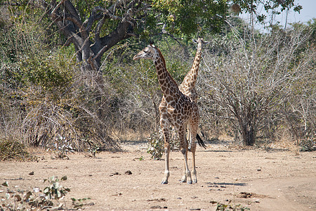 一群长颈鹿在灌木丛中吃哺乳动物草原耳朵脖子野生动物动物反刍动物衬套眼睛荒野图片
