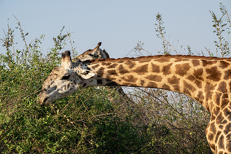 在灌木丛中吃一头巨大的长颈鹿动物荒野喇叭衬套脖子哺乳动物食草旅行耳朵野生动物图片