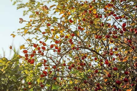 Rosehip (Dogrose 