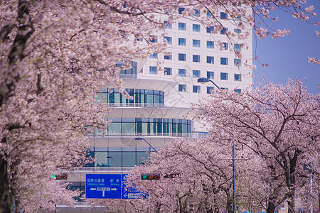 盛开的城市和横滨米那托米拉伊市建筑群摩天轮建筑晴天天空蓝天粉色街景蓝色花瓣图片