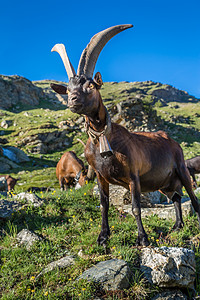 Ibex 野生动物和山地动物区系 意大利大帕拉迪索阿尔卑斯山 意大利山羊文化保护区寂寞摄影哺乳动物动物学牧羊人阳光地标图片