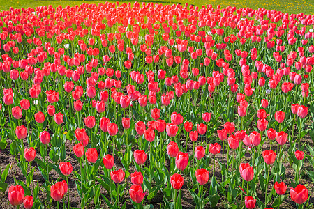 荷兰安斯特丹州多彩的春天 郁金香田盛开新生活花坛院子花束色彩季节花瓣花头温室公共公园背景