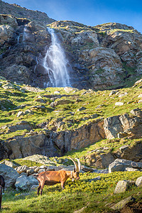 Ibex 野生动物和山地动物区系 意大利大帕拉迪索阿尔卑斯山 意大利阳光荒野摄影瀑布文化地标野外动物晴天哺乳动物寂寞图片