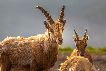Ibex 野生动物和山地动物区系 意大利大帕拉迪索阿尔卑斯山 意大利晴天荒野保护地标国家寂寞摄影动物学阳光保护区图片