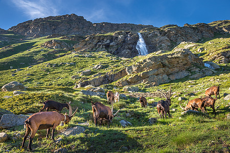 Ibex 野生动物和山地动物区系 意大利大帕拉迪索阿尔卑斯山 意大利哺乳动物地标保护区牧羊人荒野文化动物学山羊阳光寂寞图片