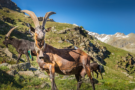 Ibex 野生动物和山地动物区系 意大利大帕拉迪索阿尔卑斯山 意大利保护区山羊摄影荒野野外动物晴天阳光动物学寂寞地标图片