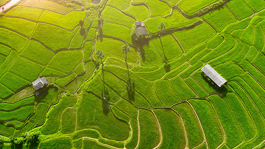 春天山上绿色梯田的鸟瞰图 泰国北部年轻稻田或农田的美丽绿地 自然风景背景栽培生态草地环境飞行小屋爬坡植物农场天空图片